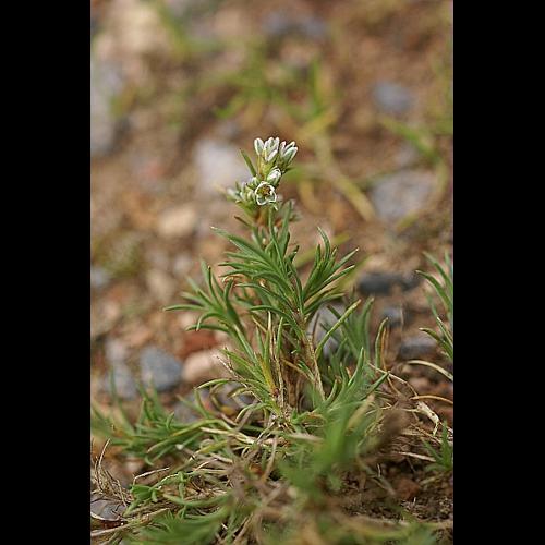 Scleranthus perennis L. subsp. perennis © PACHES Gilles
