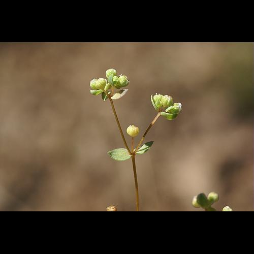 Radiola linoides Roth, 1788 © PACHES Gilles