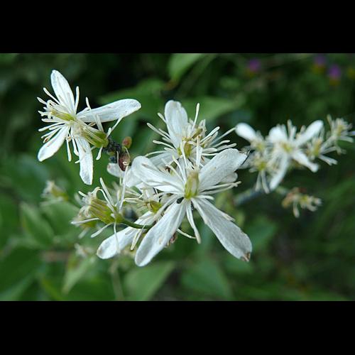 Clematis recta L., 1753 © VILLARET Jean-Charles
