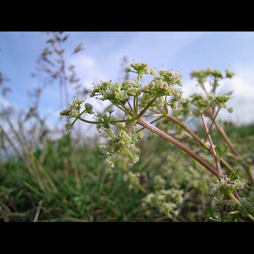 Trinia glauca (L.) Dumort. &copy; VILLARET Jean-Charles
