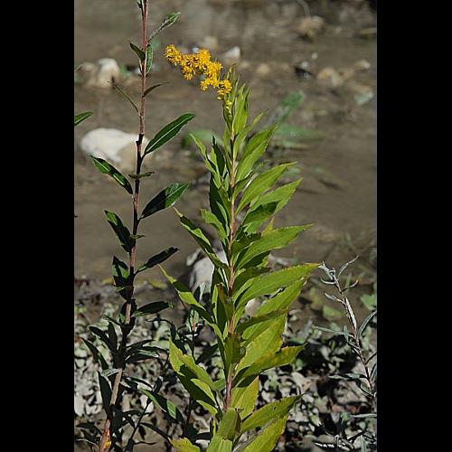 Solidago gigantea Aiton subsp. serotina (O. Kuntze) McNeill © DALMAS Jean-Pierre