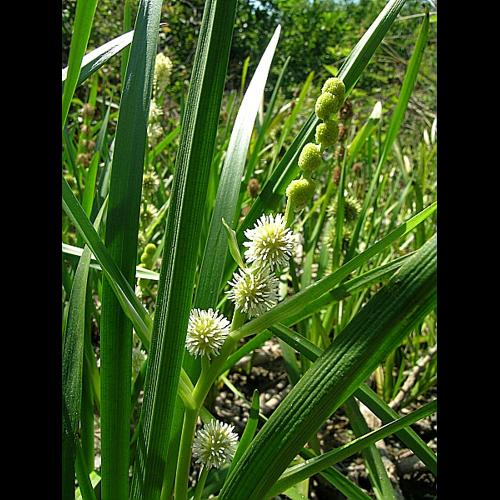 Sparganium emersum Rehmann © VILLARET Jean-Charles