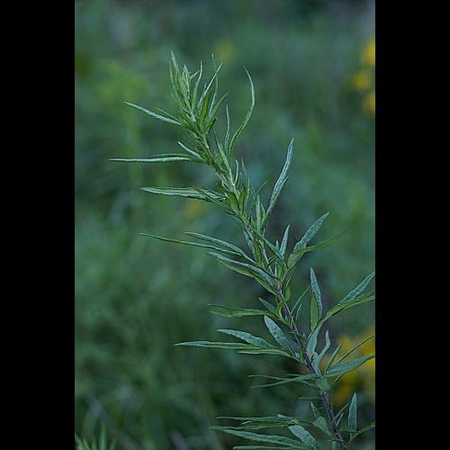Artemisia verlotiorum Lamotte © PACHES Gilles