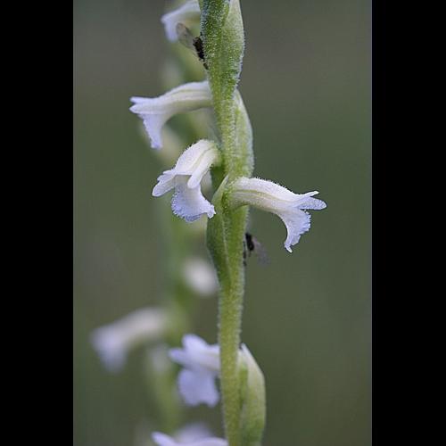 Spiranthes aestivalis (Poiret) L.C.M. Richard © PACHES Gilles