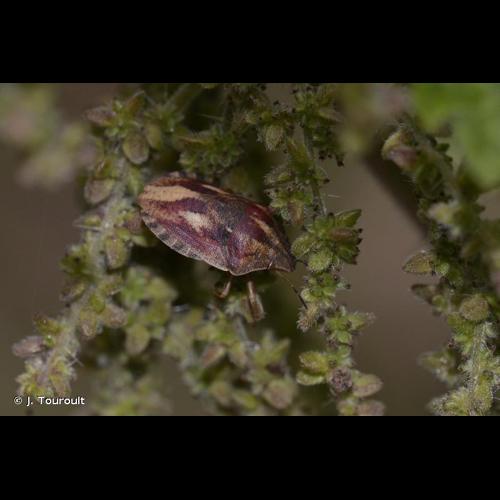 <i>Eurygaster maura</i> (Linnaeus, 1758) © J. Touroult