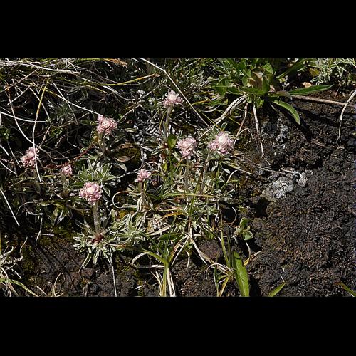 Antennaria dioica (L.) Gaertn., 1791 © DALMAS Jean-Pierre
