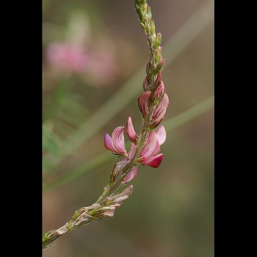Onobrychis arenaria (Kit.) DC. &copy; PACHES Gilles