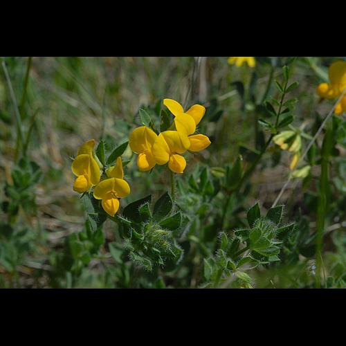 Lotus corniculatus L subsp corniculatus © DALMAS Jean-Pierre