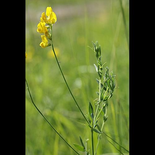 Lathyrus pratensis L., 1753 &copy; PACHES Gilles