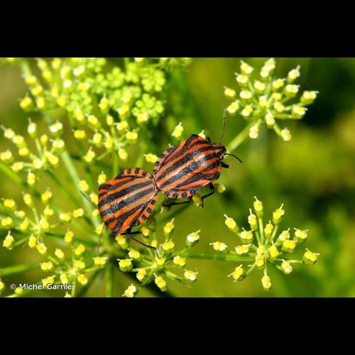 <i>Graphosoma italicum</i> (O.F. Müller, 1766) &copy; Michel Garnier