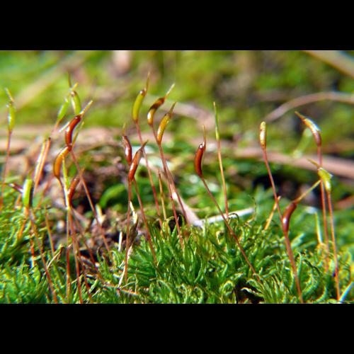 Atrichum undulatum (Hedw.) P.Beauv. © LEGLAND Thomas