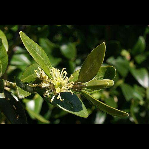 Buxus sempervirens L. &copy; PACHES Gilles