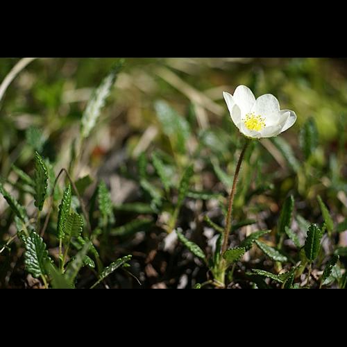 Dryas octopetala L., 1753 &copy; PACHES Gilles