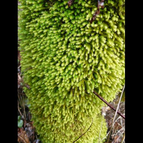 Anomodon viticulosus (Hedw.) Hook. & Taylor © GARRAUD Luc