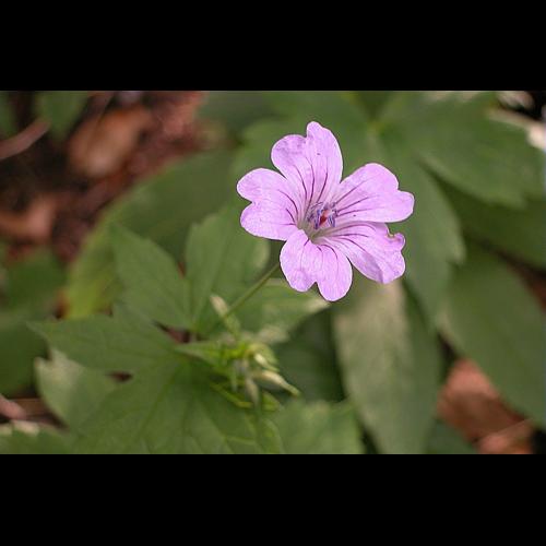 Geranium nodosum L. © VILLARET Jean-Charles