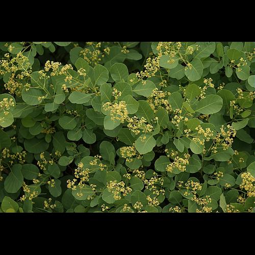 Cotinus coggygria Scop. © BONNET Véronique