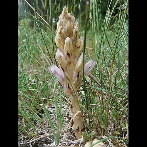 Orobanche laevis L. © GARRAUD Luc