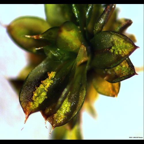 Syntrichia papillosa (Wilson) Jur. © LEGLAND Thomas