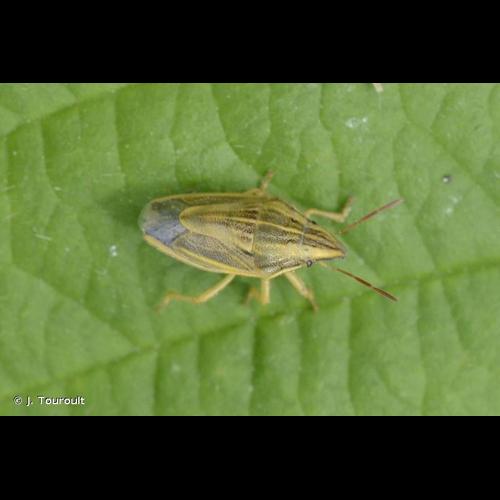 <i>Aelia acuminata</i> (Linnaeus, 1758) © J. Touroult