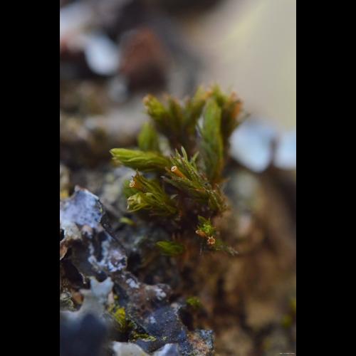 Orthotrichum affine Schrad. ex Brid. © LEGLAND Thomas