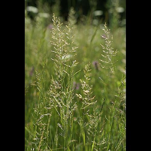 Agrostis gigantea Roth, 1788 &copy; PACHES Gilles