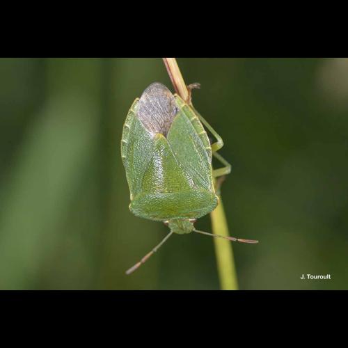 <i>Palomena prasina</i> (Linnaeus, 1761) © J. Touroult