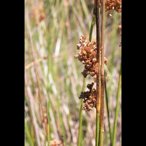 Juncus effusus L. © VILLARET Jean-Charles