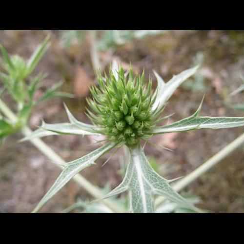 Eryngium campestre L. © VILLARET Jean-Charles