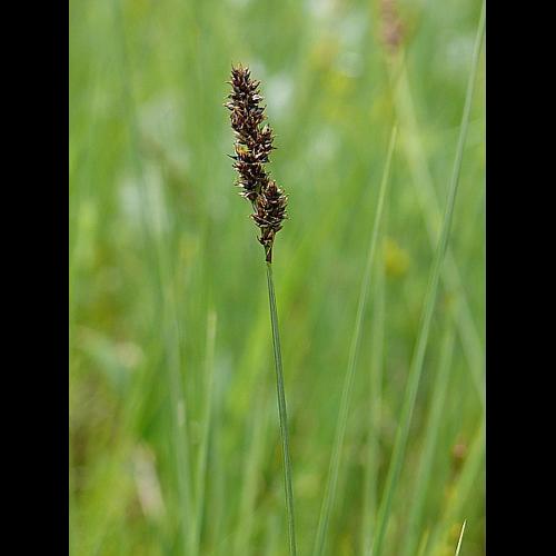 Carex diandra Schrank © MIKOLAJCZAK Alexis