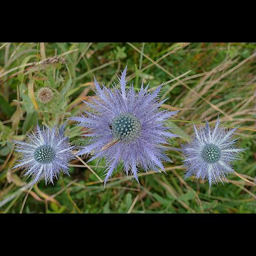 Eryngium alpinum L. © HUC Stéphanie