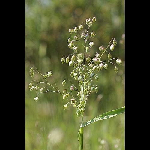 Briza minor L., 1753 © PACHES Gilles