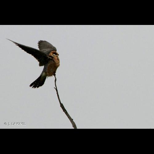 <i>Falco vespertinus</i> Linnaeus, 1766 © J. LAIGNEL