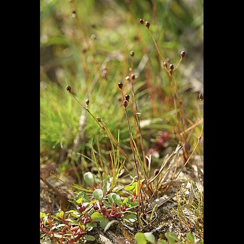 Juncus tenageia Ehrh in L. fil. © PACHES Gilles