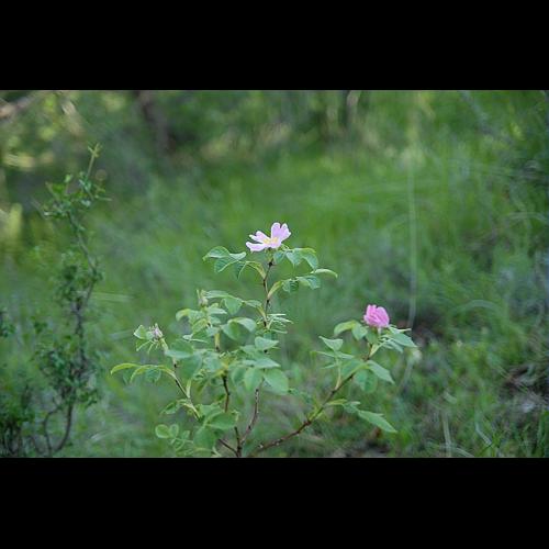 Rosa tomentosa Sm., 1800 &copy; DALMAS Jean-Pierre