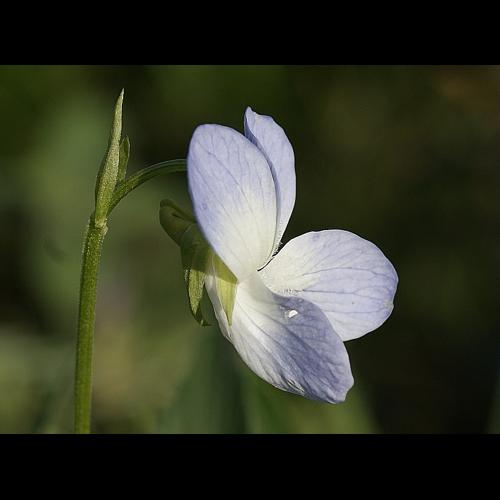 Viola elatior Fries © BONNET Véronique
