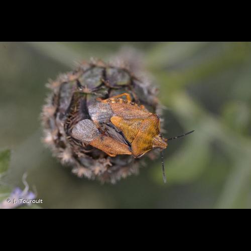<i>Carpocoris purpureipennis</i> (De Geer, 1773) © J. Touroult