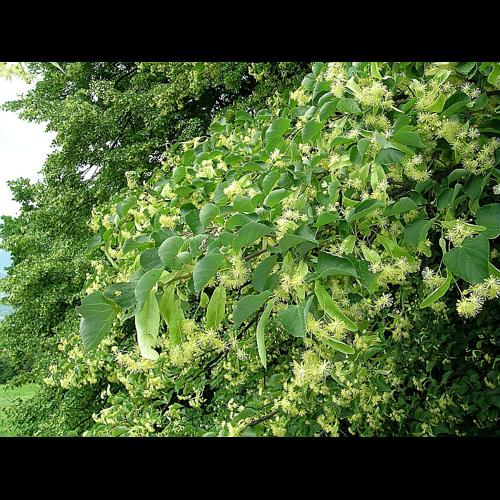 Tilia cordata Miller &copy; VILLARET Jean-Charles