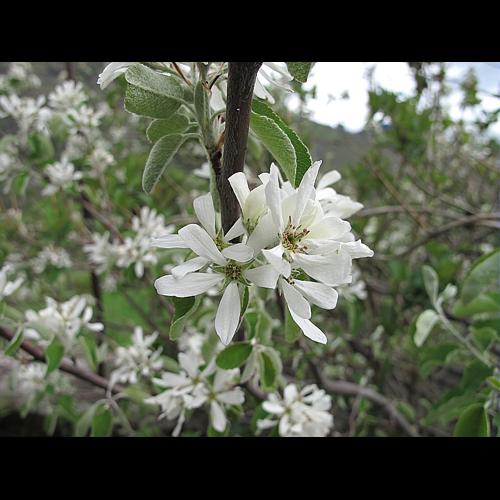 Amelanchier ovalis Medik. © BILLARD Gilbert