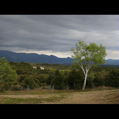 Populus alba L., 1753 © GARRAUD Luc