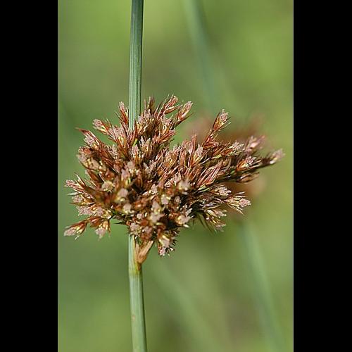 Juncus inflexus L. © DALMAS Jean-Pierre