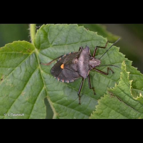 <i>Pentatoma rufipes</i> (Linnaeus, 1758) © J. Touroult