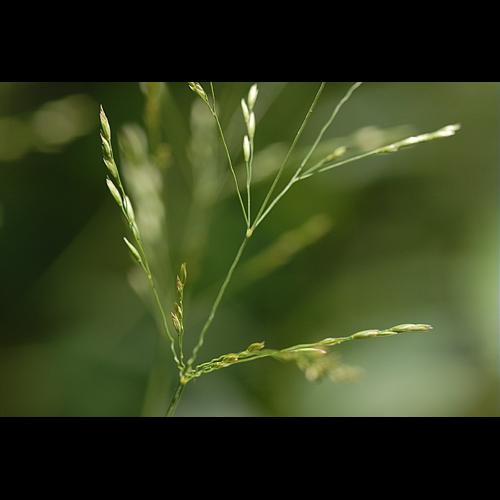 Poa nemoralis L. &copy; DALMAS Jean-Pierre