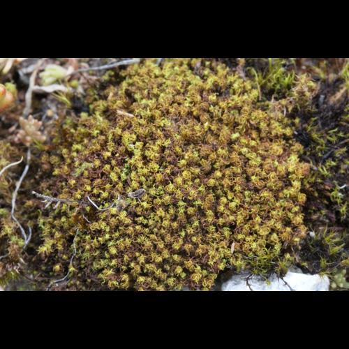 Tortella squarrosa (Brid.) Limpr. &copy; LEGLAND Thomas