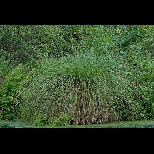 Carex paniculata L. &copy; DALMAS Jean-Pierre