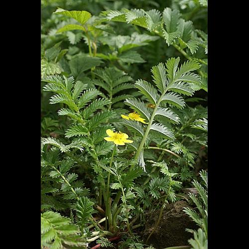 Potentilla anserina L., 1753 © PACHES Gilles