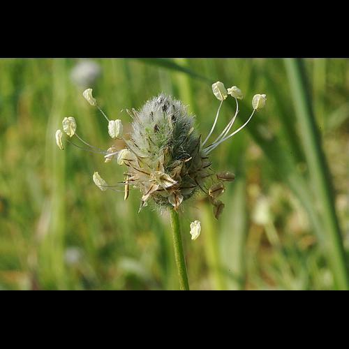Plantago lagopus L. © PACHES Gilles