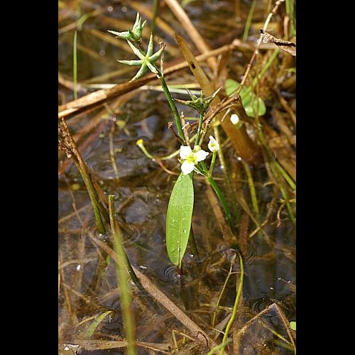 Damasonium alisma Miller © PACHES Gilles