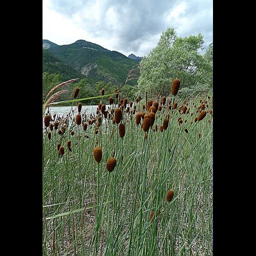 Typha minima Funck &copy; HUC Stéphanie