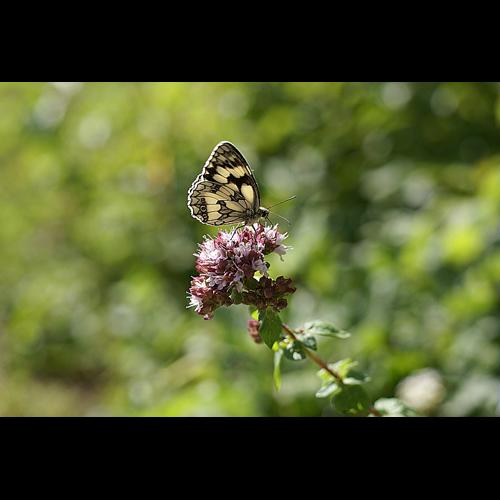 Origanum vulgare L. subsp. vulgare © PACHES Gilles