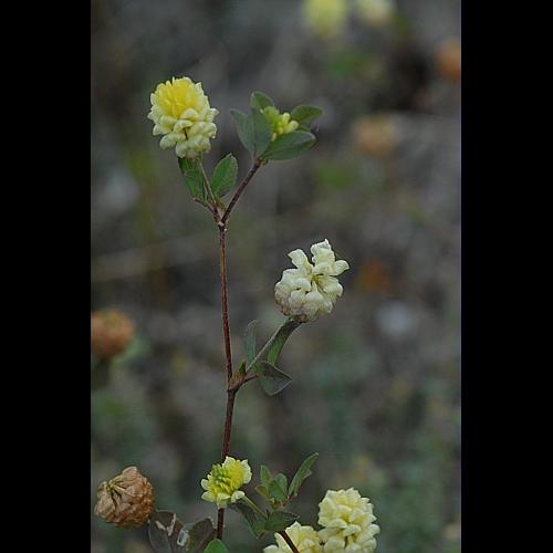 Trifolium campestre Schreber © DALMAS Jean-Pierre